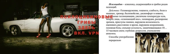 сатива Каменка